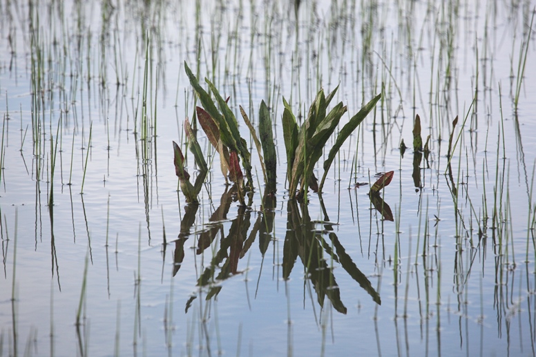 lagunita